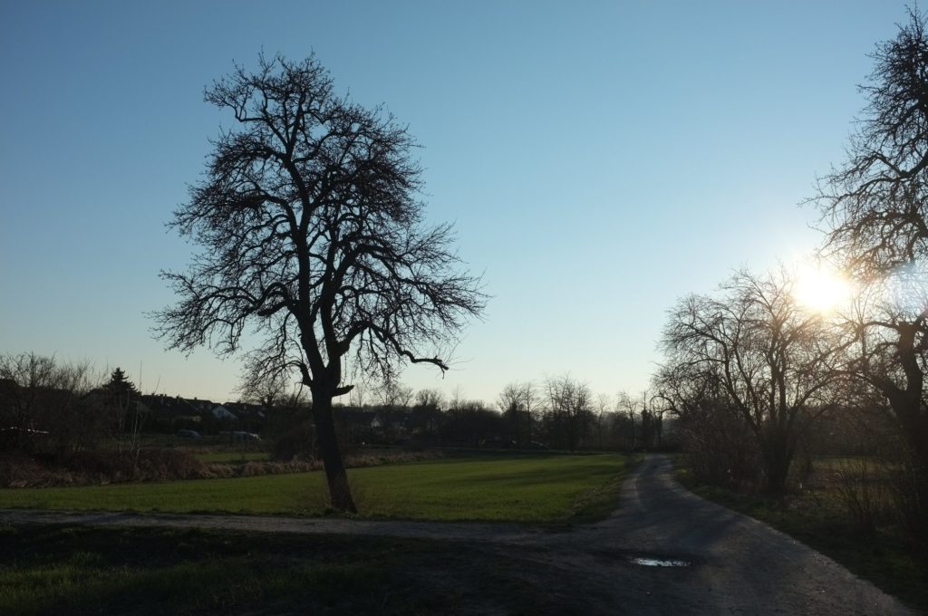 Baum im Gegenlicht