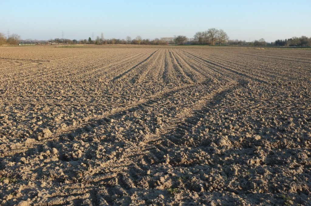 Feld