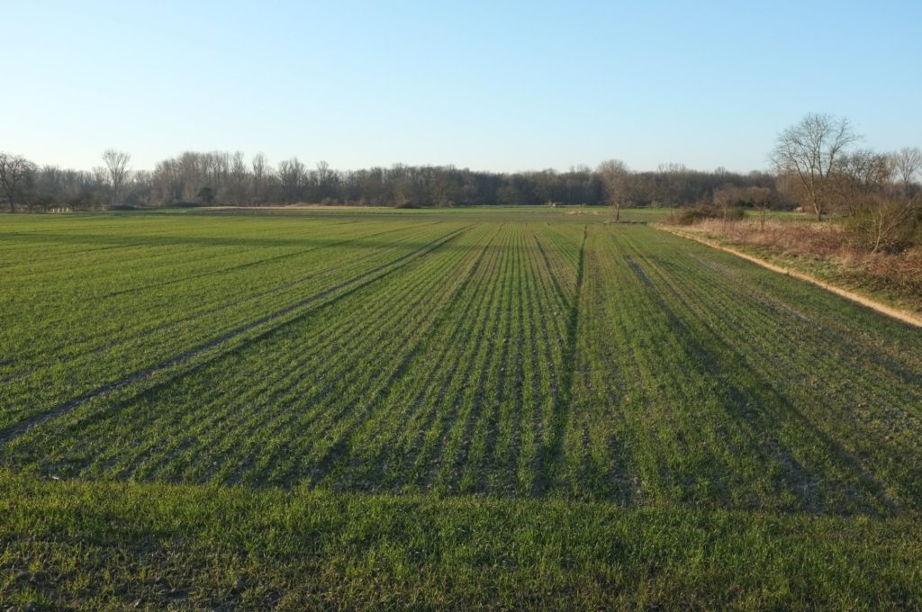 Feld
