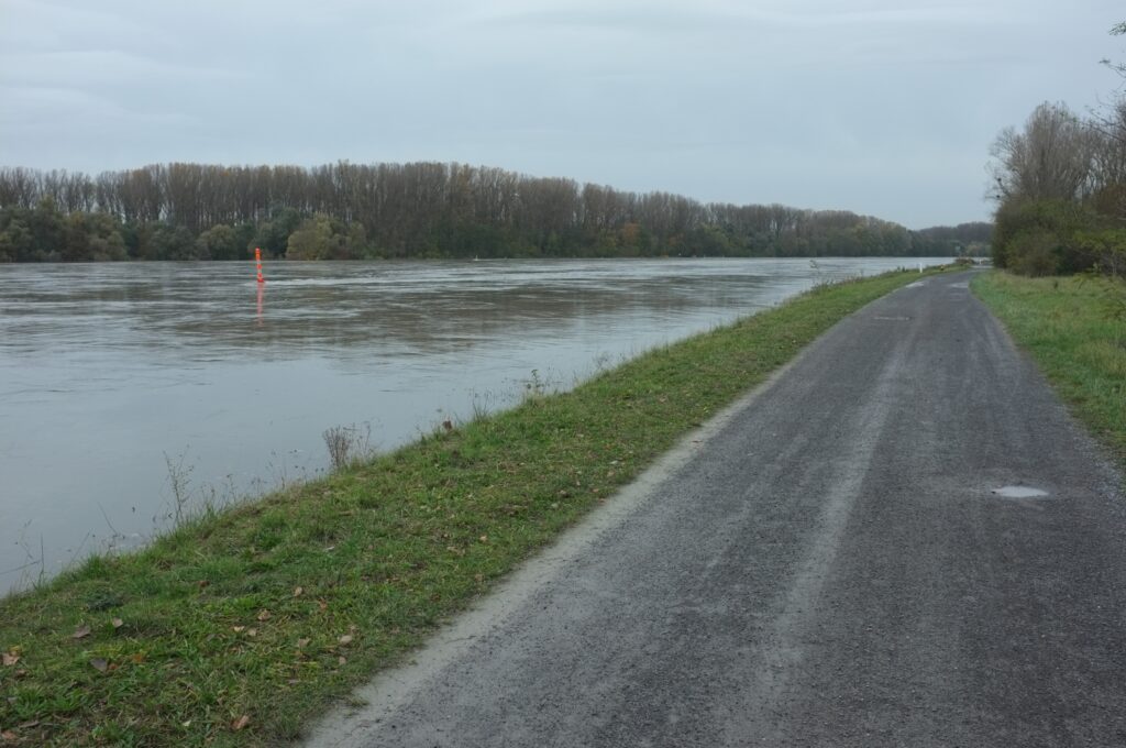 Hochwasser, Rhein bei Germersheim, 16. Nov. 2023