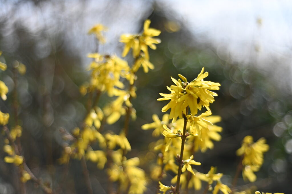 Forsythienblüten