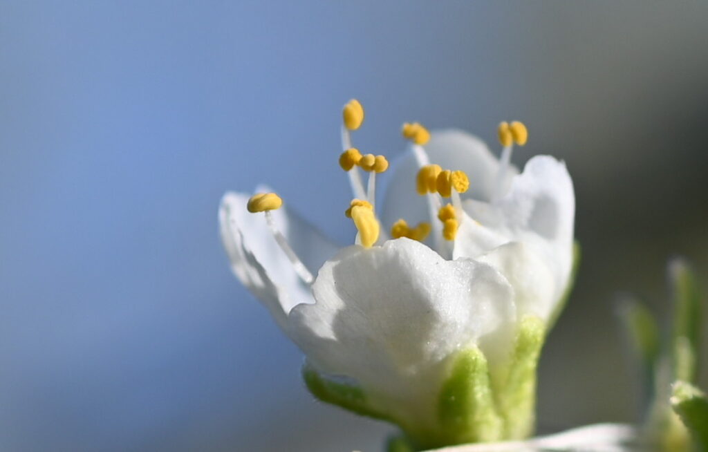 Bildausschnitt Pflaumenblüte