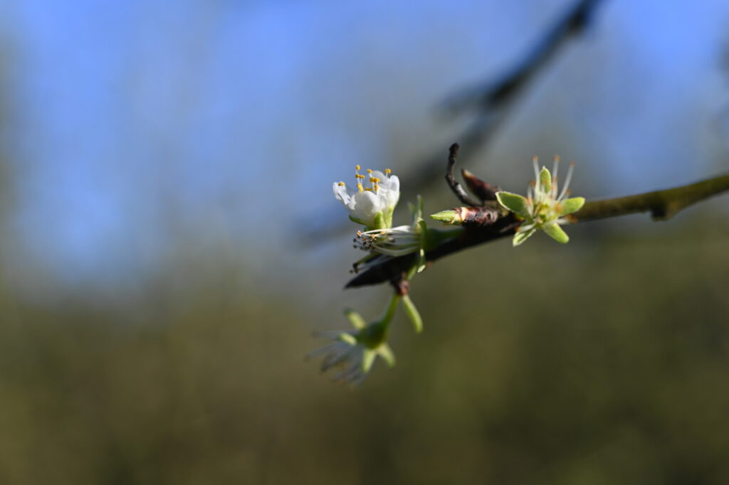 Blüten am Pflaumenbaum, unscharfer Hintergrund.
