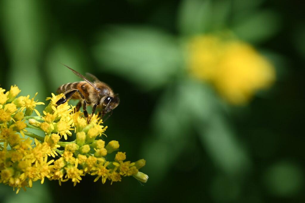 Biene auf gelber Blüte im Hof.