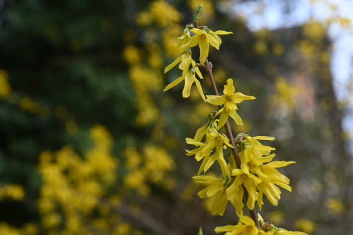 Blühender Forsythienzweig