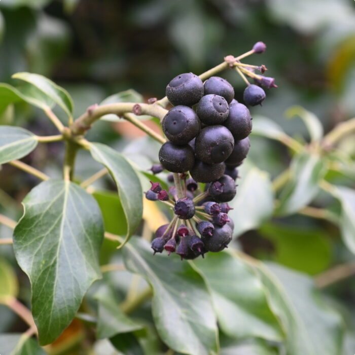 Efeubeeren ganz groß