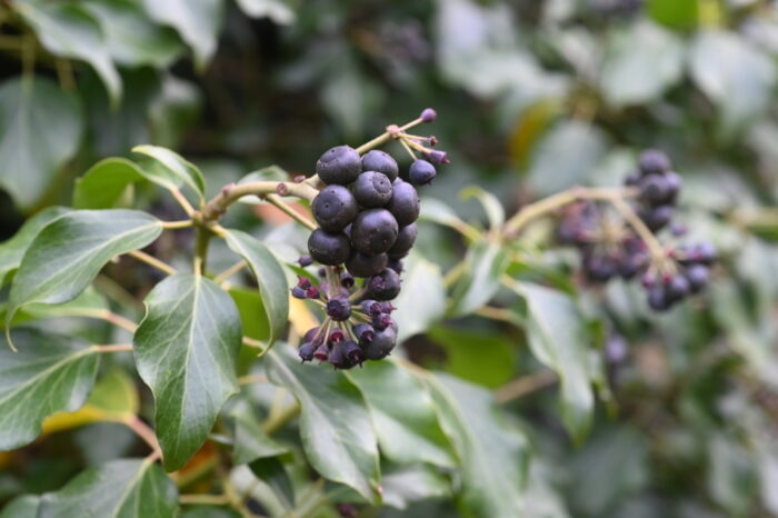 Efeu mit Beeren