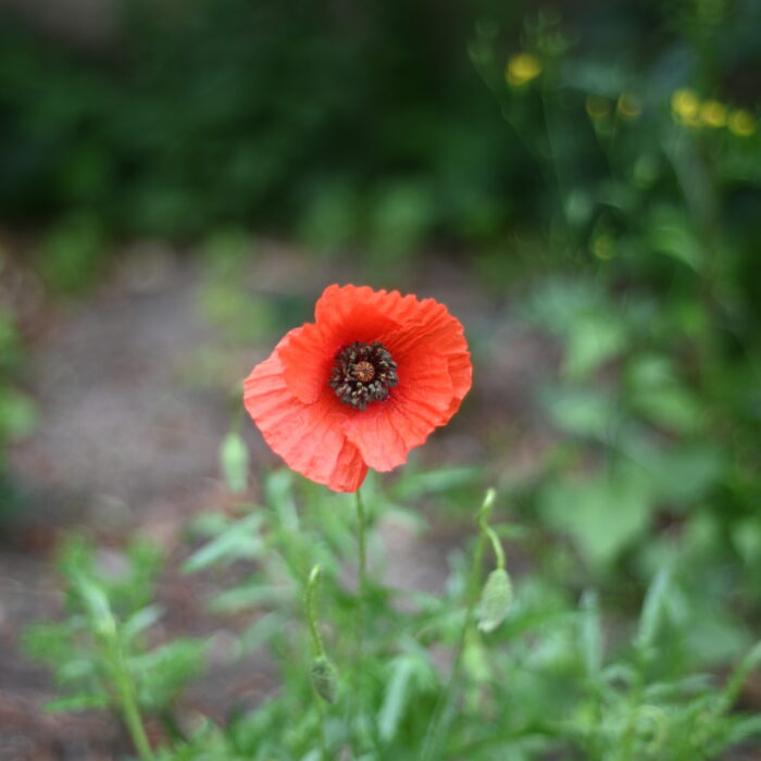 Mohnblüte.