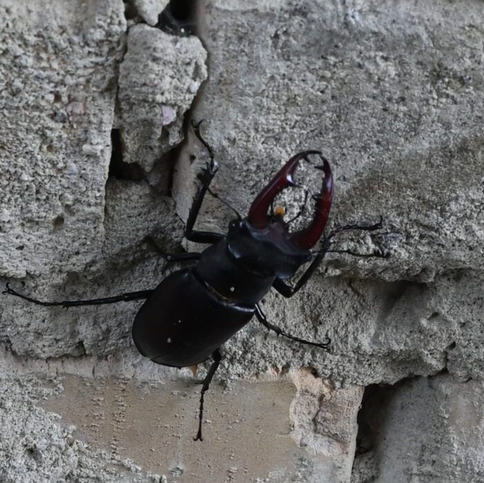 Hirschkäfer an der Backsteinwand